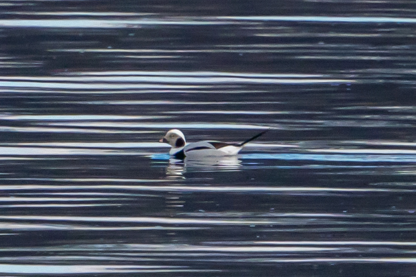 A long-tailed duck is floating on a river