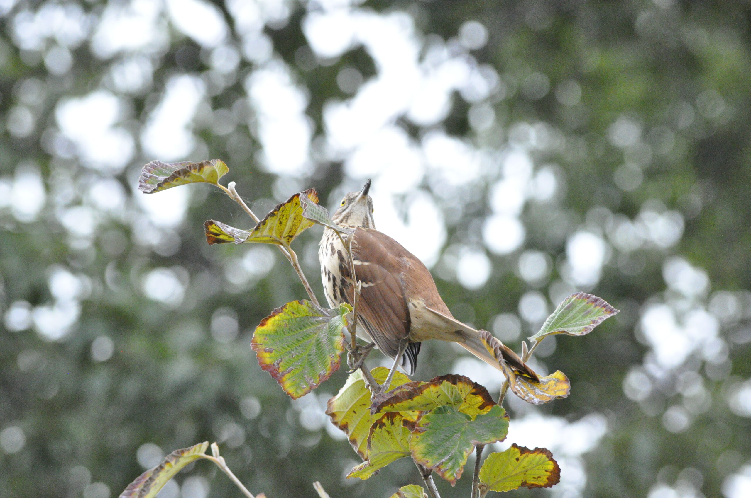 A Brown Thrasher looking up on top of a tree