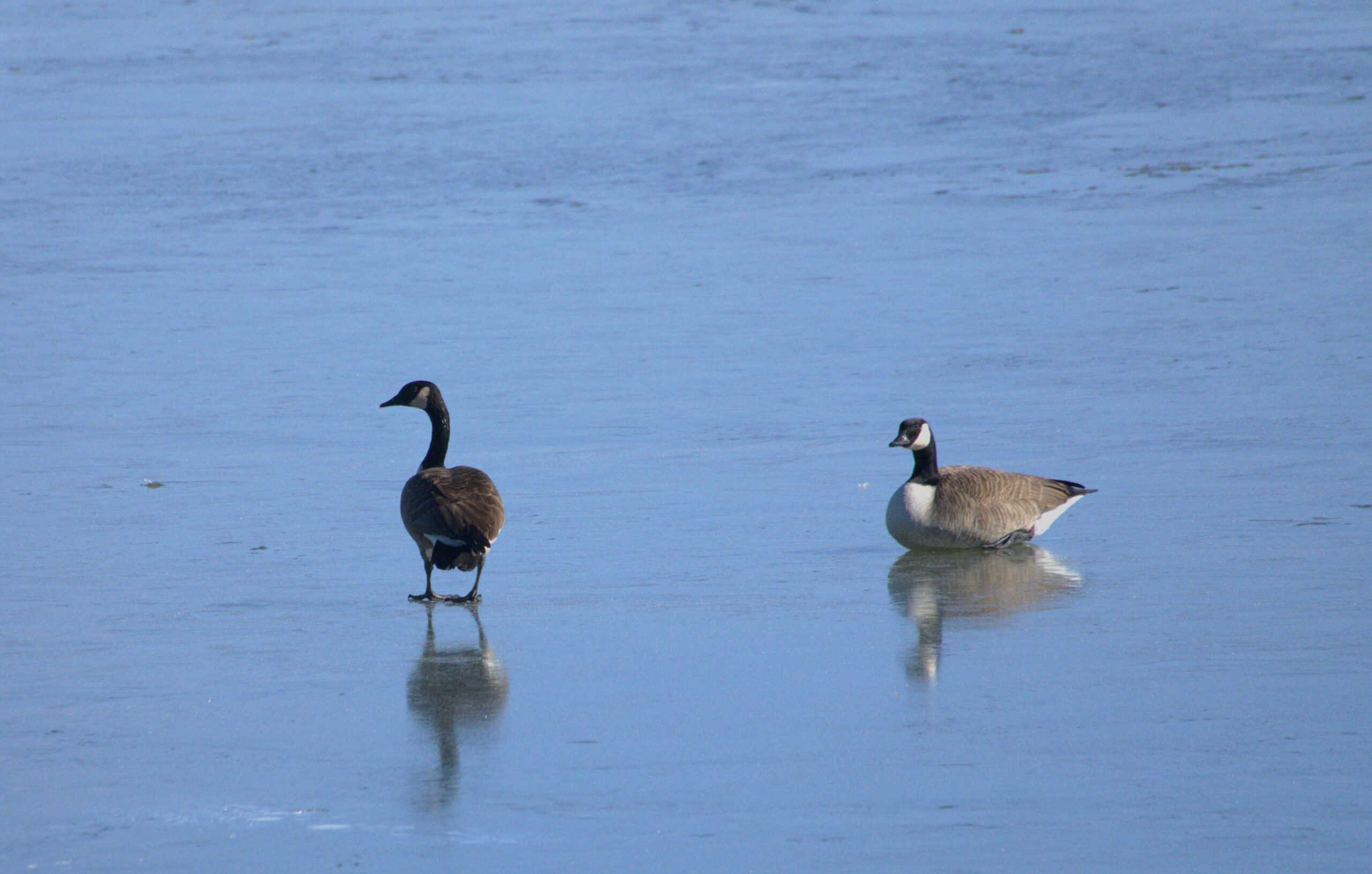 A Canada Goose walks on a frozen river while another goose looks on