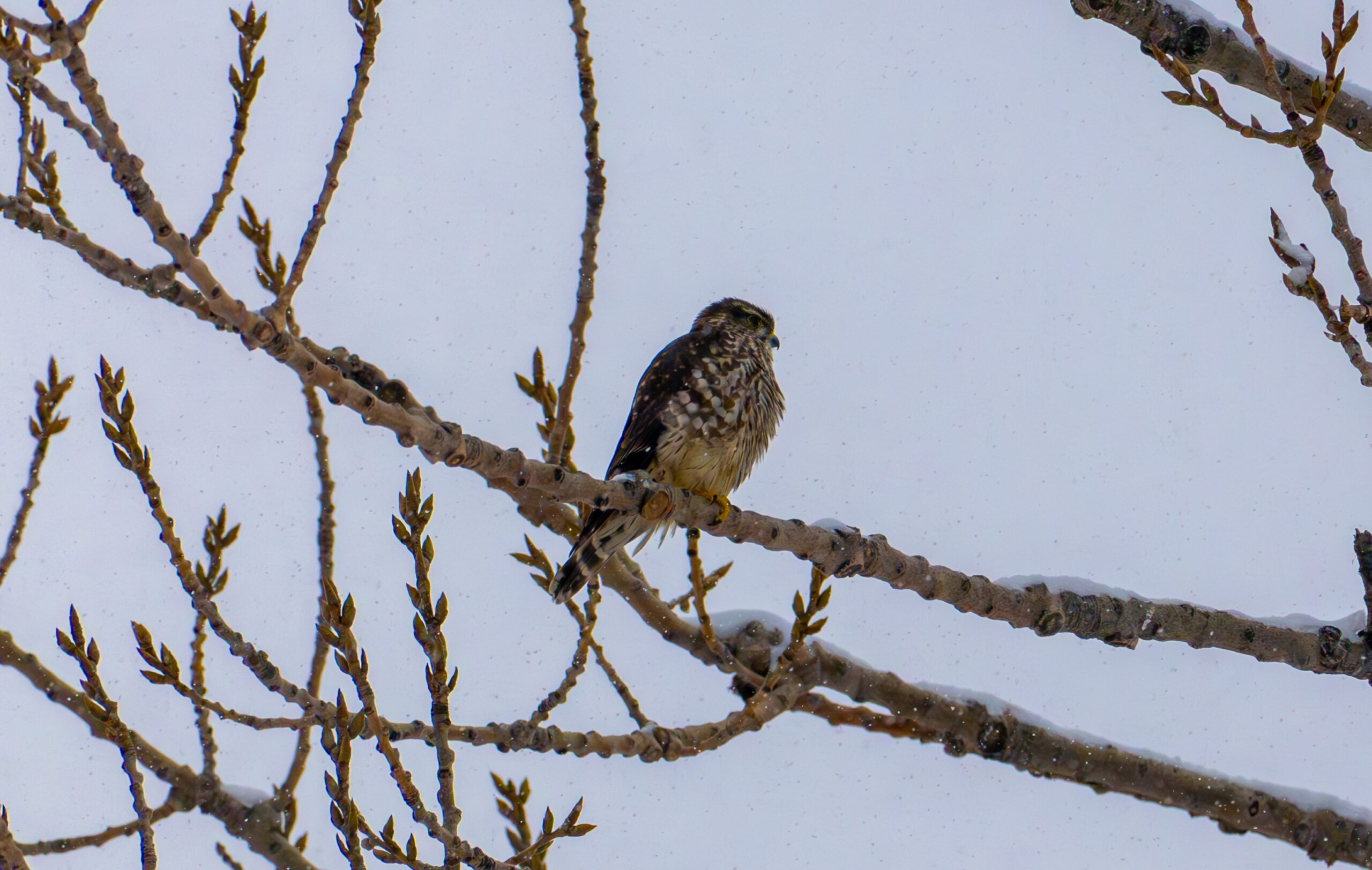 A falcon is perched on a branch