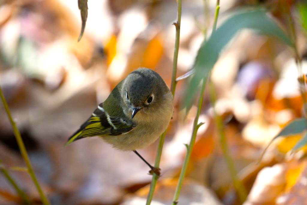 a Ruby Crowned Kinglet is perched on a branch