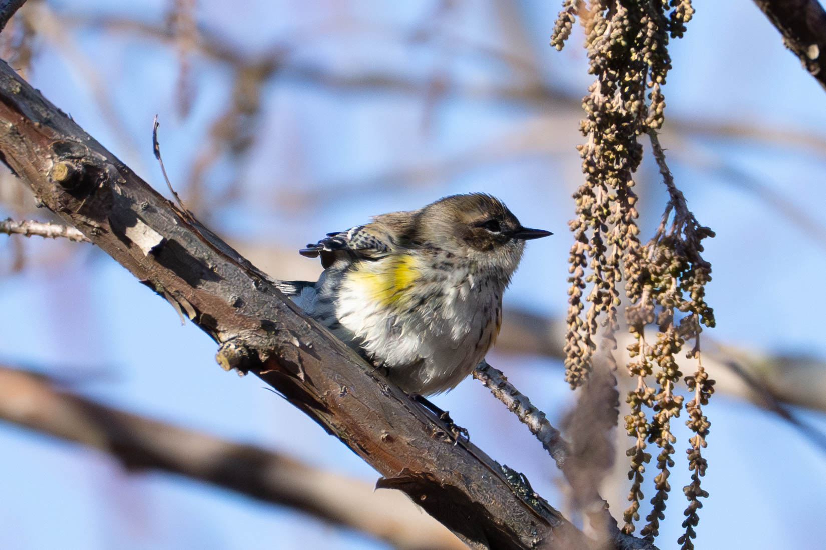 A yellow-rumped warbler sits on a branch