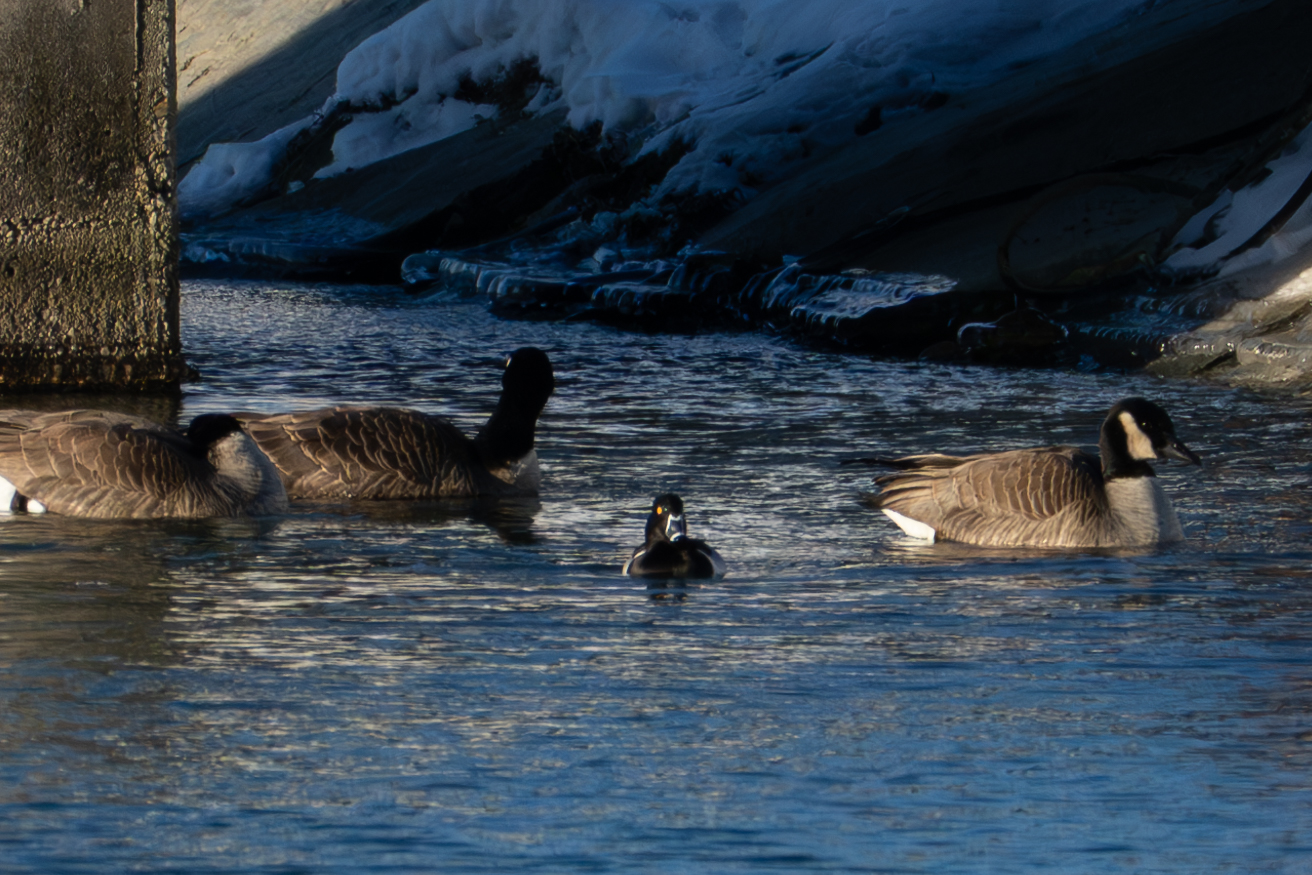 A Ring-Necked Duck swims between two Canada Geese