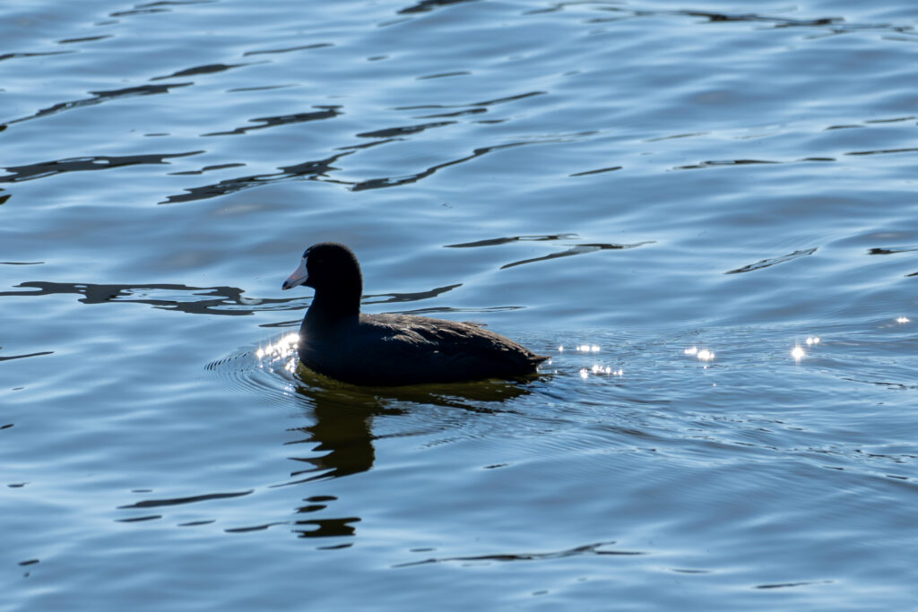 An American Coot swims in the water