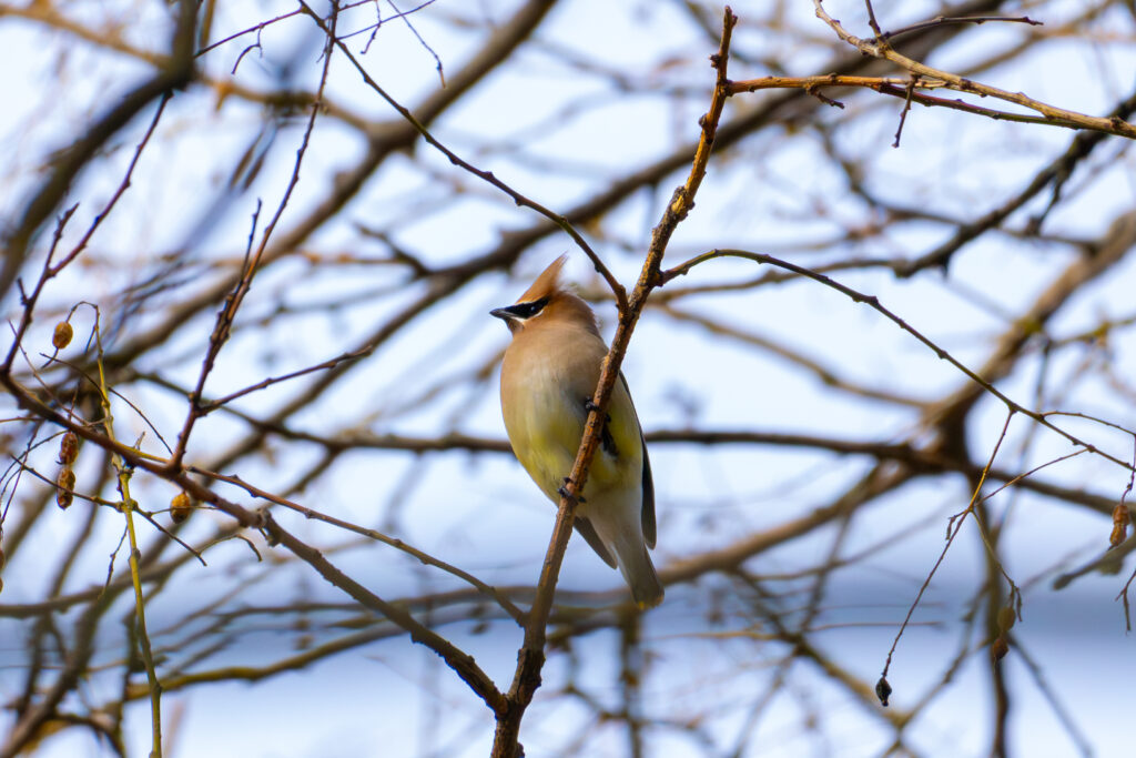 A Cedar Waxwing rests on a branch