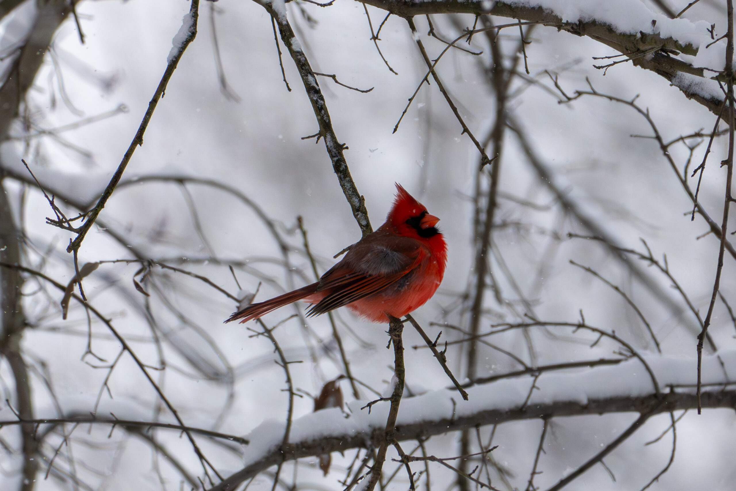 A photography of a Northern Cardinal in profile, sitting on a snowy branch
