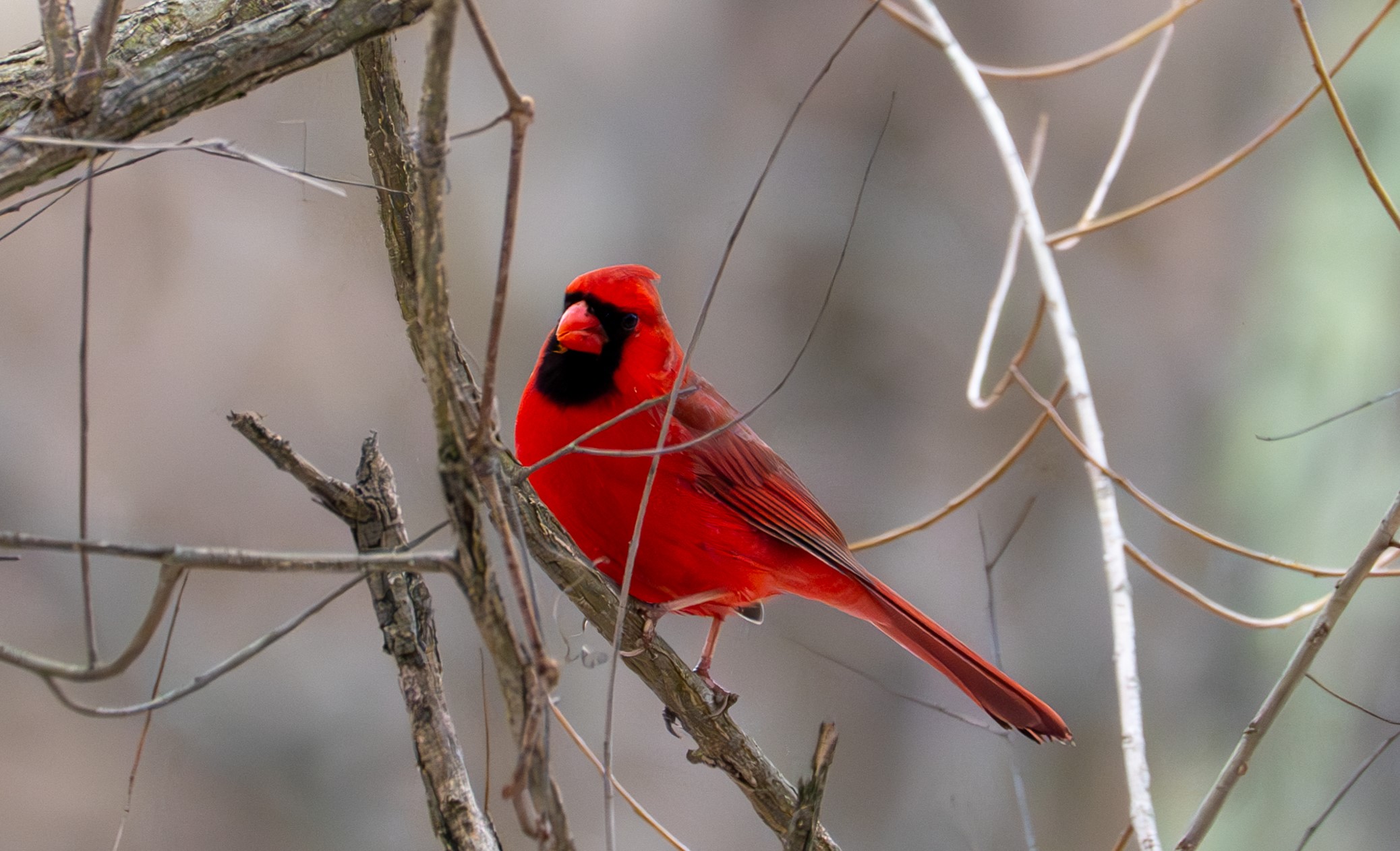 A male Northern Cardinal sits on a branch and looks towards the camera