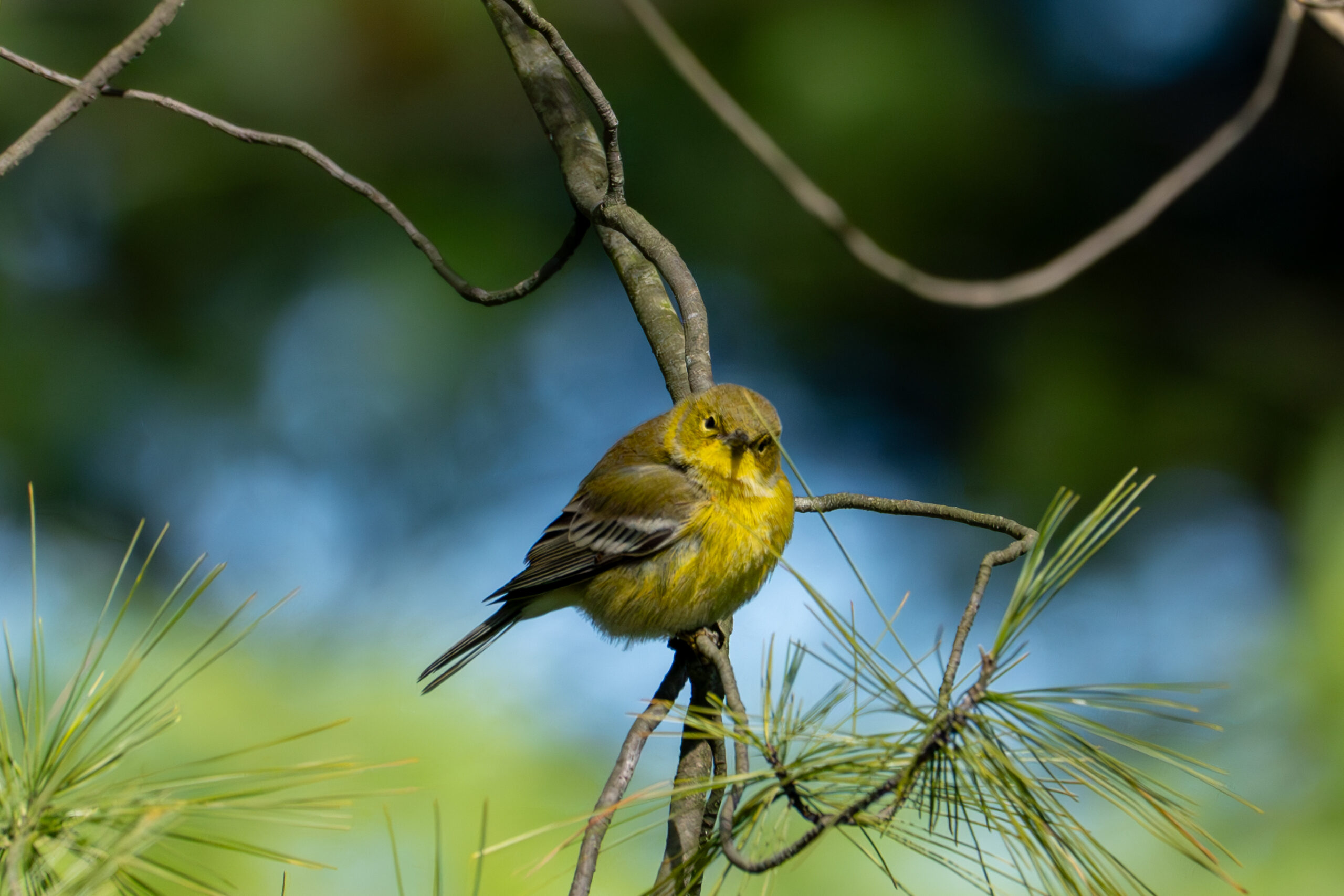 A bird looks at the photographer