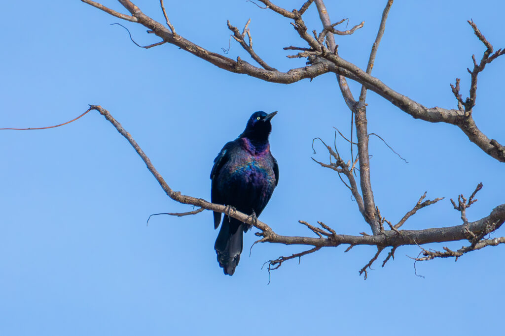 A Common Grackle, a type of bird