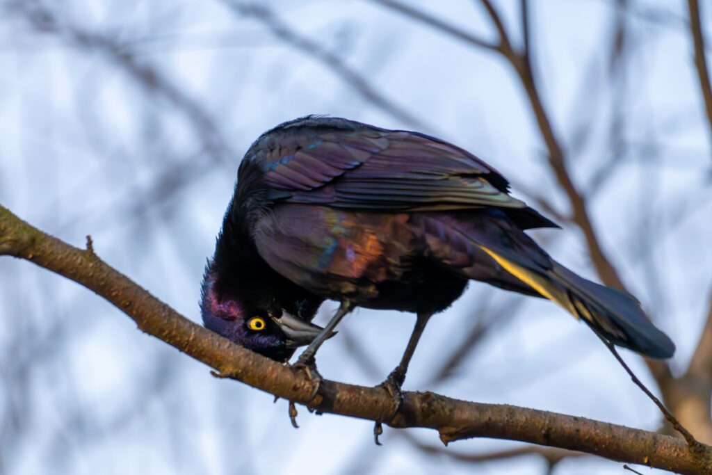 A Common Grackle, a type of bird