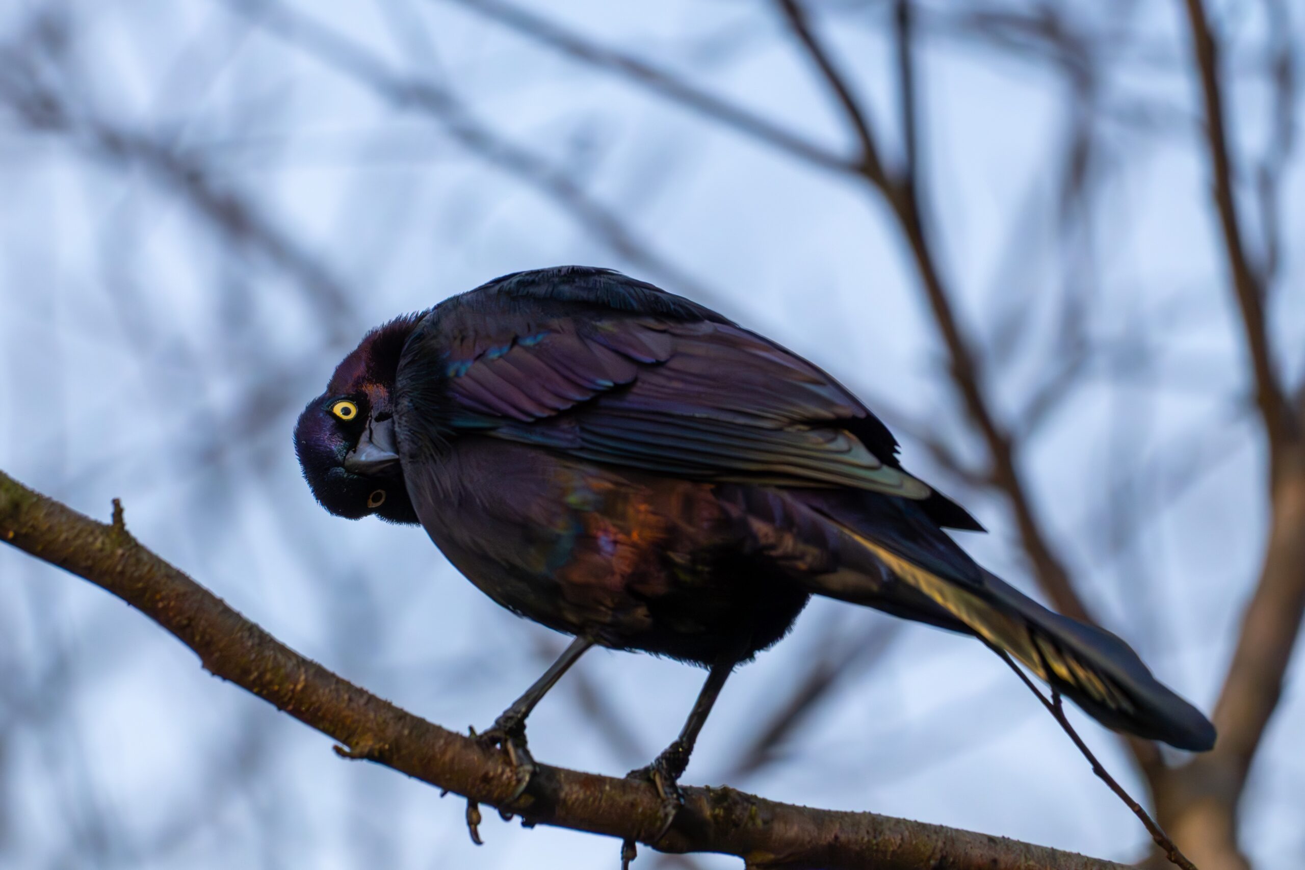 A Common Grackle, a type of bird
