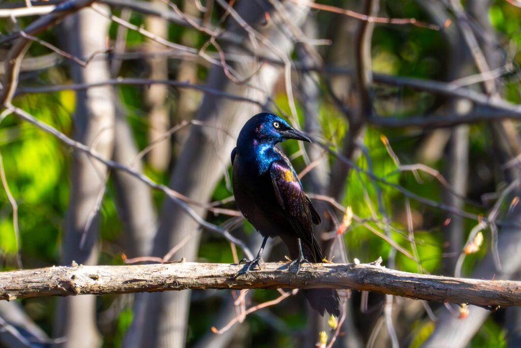 A Common Grackle, a type of bird