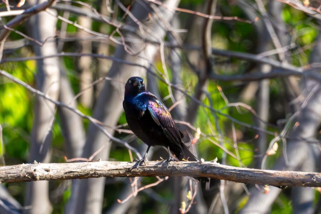 A Common Grackle, a type of bird