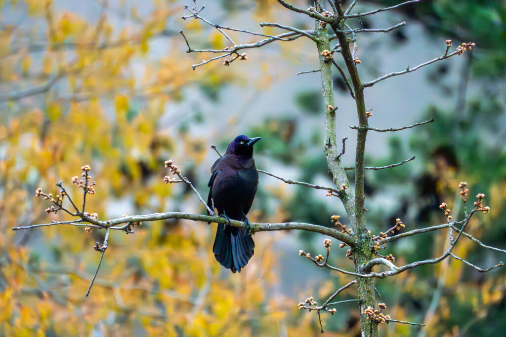 A Common Grackle, a type of bird